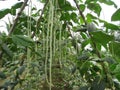 Cowpea fields Royalty Free Stock Photo