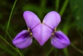 The cowpea, Vigna unguiculata, flowers