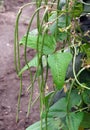 The cowpea Vigna unguiculata