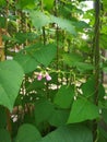 Cowpeas plant Royalty Free Stock Photo
