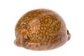 Cowrie Sea Shell