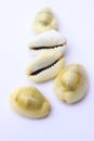 A cowrie shell, cowrieshell money Royalty Free Stock Photo