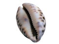Cowrie shell on white background