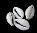 Cowrie shells