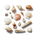 Cowrie shells, and razor clam shells, showcasing diverse shapes and Royalty Free Stock Photo
