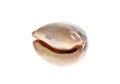 Cowry or cowrie - Luria lurida sea snail slug shell isolated