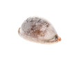 Cowry or cowrie - Luria lurida sea snail slug shell isolated Royalty Free Stock Photo