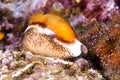 Cowry snail