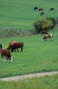 Cows Royalty Free Stock Photo