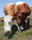 Cows Royalty Free Stock Photo