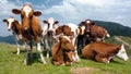 Cows Royalty Free Stock Photo