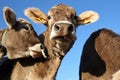 Cows Royalty Free Stock Photo