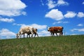 Cows Royalty Free Stock Photo