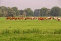 Cows Royalty Free Stock Photo