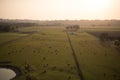 Dreamy sunrise over a paddock of cows Royalty Free Stock Photo