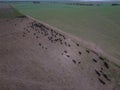 Cows aerial view,