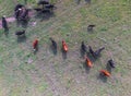 Cows aerial view,