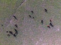 Cows aerial view,