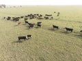 Cows aerial view,