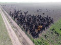 Cows aerial view, Buenos Aires,