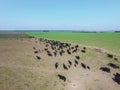 Cows aerial view,