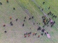 Cows aerial view,