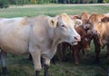 Cows agriculture dairy farm mammals in field