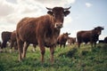 Cows, agriculture and farm landscape with grass, field of green and calm countryside nature. Cattle, sustainable farming Royalty Free Stock Photo