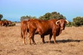 Cows of the Alentejana Breed or Raca Alentejana Royalty Free Stock Photo