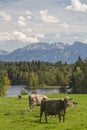 Cows in Allgaeu