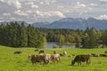 Cows in Allgaeu