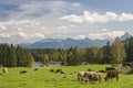 Cows in Allgaeu Royalty Free Stock Photo