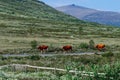 Cows coming from the pasture in the evening. Jotunheimen national park ,Norway high mountain area. Royalty Free Stock Photo