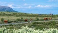 Cows coming from the pasture in the evening. Jotunheimen national park ,Norway high mountain area. Royalty Free Stock Photo