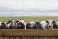 Cows along a feeder in the Wallonian countryside