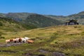 Cows along Gaularfjellet in Norway Royalty Free Stock Photo