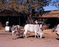 Cows along a village street, India. Royalty Free Stock Photo