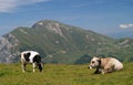 Cows on alp