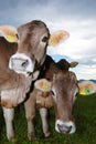 Cows on alp Royalty Free Stock Photo