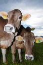 Cows on alp