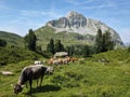 Cows on the alp in front of the Fronalpstock massif near the Murgsee. mountain farmers. Cow on Field. Quality photo Royalty Free Stock Photo