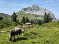 Cows on the alp in front of the Fronalpstock massif near the Murgsee. mountain farmers. Cow on Field. Quality photo Royalty Free Stock Photo