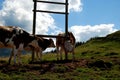 Cows on the alp Royalty Free Stock Photo