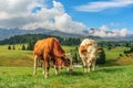 Cows in Alpi di Siusi, Dolomites Royalty Free Stock Photo