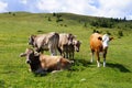 Cows in an Alpine