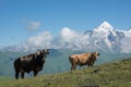 Cows on alpine meadow