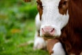 Cows on Alpine Pasture Royalty Free Stock Photo