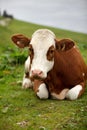 Cows on Alpine Pasture Royalty Free Stock Photo