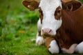 Cows on Alpine Pasture Royalty Free Stock Photo