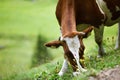 Cows on Alpine Pasture Royalty Free Stock Photo